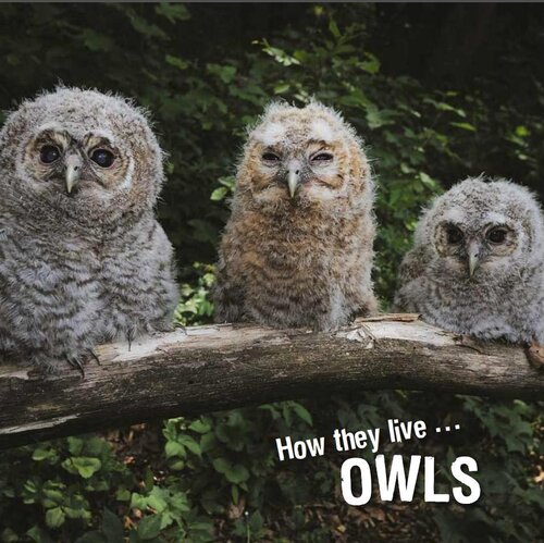 descargar libro How they live... Owls: Learn All There Is to Know About These Animals!